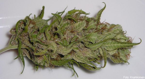 Fil:Cannabisbud.jpg