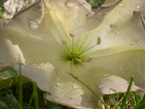 Fil:Datura wrightii1.jpg