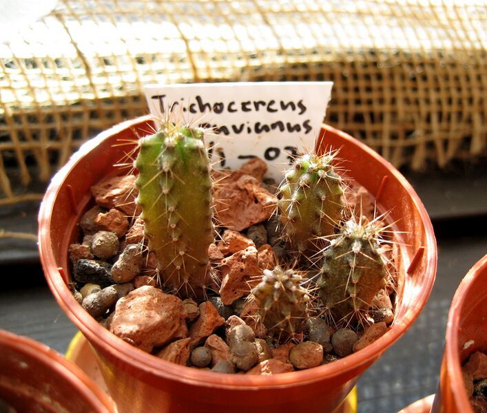 Fil:Peruvian torch08.jpg