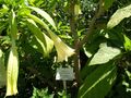 B. suaveolens
