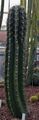 Trichocereus terscheckii