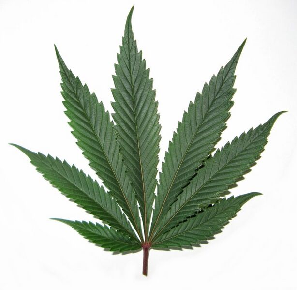 Fil:Cannabisblad.jpg