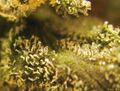 Trichomer som innehåller cannabinoiderna