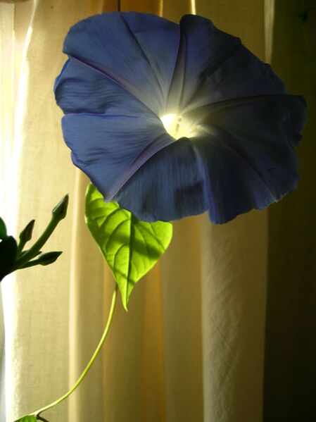 Fil:Kieslowskij ipomoea violacea.jpg