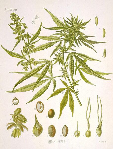 Fil:Cannabis sativa flora.jpg