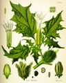 D. stramonium
