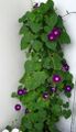 Planta som blommar