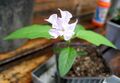 D. stramonium